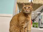 Adopt Leo a Domestic Shorthair / Mixed (short coat) cat in Meriden