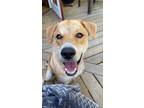 Adopt Niko a Tan/Yellow/Fawn Border Collie / German Shepherd Dog dog in Kelowna