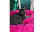 Adopt Sriracha a Gray or Blue Domestic Shorthair / Domestic Shorthair / Mixed