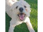 Adopt Triton a Miniature Poodle / Mixed Breed (Medium) dog in Canutillo
