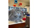 Adopt Luna a Gray, Blue or Silver Tabby Domestic Shorthair (short coat) cat in