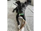 Adopt Magpie a American Pit Bull Terrier / Mixed Breed (Medium) / Mixed dog in
