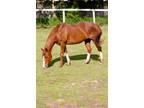 Adopt Pippi Longstocking a Chestnut/Sorrel Quarterhorse / Arabian horse in