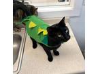 Adopt Channing a All Black Domestic Shorthair / Mixed (short coat) cat in