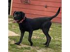 Adopt Apollo a Black Labrador Retriever dog in Phenix City, AL (37550183)