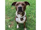 Adopt Misty a Brindle - with White Pit Bull Terrier / Mixed Breed (Large) /