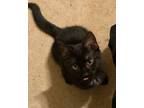 Adopt Max a All Black Domestic Shorthair (short coat) cat in McHenry