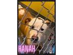Adopt Hannah a Brown/Chocolate - with White Mixed Breed (Medium) / Mixed dog in