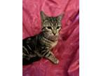Adopt Cedar a Brown Tabby American Shorthair (short coat) cat in Yamhill