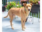 Adopt Willis a Tan/Yellow/Fawn Labrador Retriever / Mixed dog in Norwalk