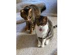 Adopt Rocky & Tinkerbell a Tan or Fawn Bengal (short coat) cat in Oceanside