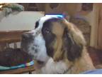 Adopt Jasper a White - with Brown or Chocolate St. Bernard / Mixed dog in