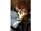Adopt Callie! a Brindle - with White Cattle Dog / Terrier (Unknown Type