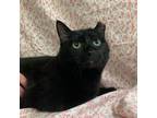 Adopt Xanthum a All Black Domestic Shorthair / Mixed cat in Lyndhurst