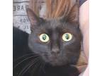 Adopt Peaches a All Black Domestic Shorthair / Mixed cat in Pittsburgh