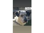 Adopt Charlie a White - with Black Cattle Dog / Australian Cattle Dog / Mixed