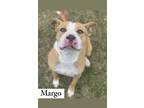 Adopt Margo a Red/Golden/Orange/Chestnut American Pit Bull Terrier / Pit Bull