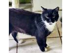 Adopt Felix a All Black Domestic Shorthair / Mixed cat in Hopkins, SC (37427451)
