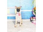 Adopt Danno a Brown/Chocolate Labrador Retriever / Mixed dog in Castro Valley