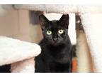 Adopt Trey (Tajin) (Cocoa Adoption Center) a All Black Domestic Shorthair /