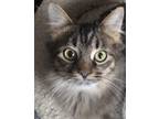 Adopt Shellie a Calico or Dilute Calico Domestic Mediumhair (medium coat) cat in