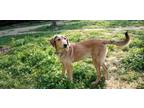 Adopt Keeveli a Tan/Yellow/Fawn Shepherd (Unknown Type) / Mixed dog in Toronto