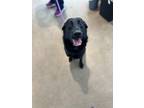 Adopt KAL-EL a Black Retriever (Unknown Type) / Mixed dog in Fort Worth
