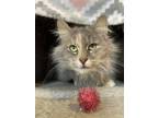 Adopt Nuna a Calico or Dilute Calico Domestic Longhair (long coat) cat in