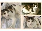 Adopt Moira a Calico or Dilute Calico Calico (short coat) cat in Toms River