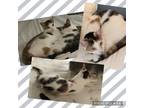 Adopt Jocelyn a Calico or Dilute Calico Calico (short coat) cat in Toms River