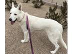 Adopt Pearl a White German Shepherd Dog / Mixed dog in Las Vegas, NV (37043599)