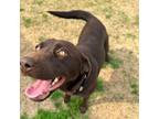 Adopt Armoni a Brown/Chocolate Mixed Breed (Large) / Mixed dog in Dallas