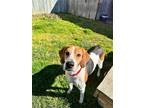 Adopt Peggy Hill a Tricolor (Tan/Brown & Black & White) Hound (Unknown Type) /