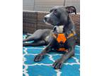 Adopt Ajita a Black - with White Mixed Breed (Medium) / Pit Bull Terrier / Mixed