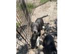 Adopt Griffin a Black - with White Mixed Breed (Medium) / Mixed dog in Quincy