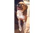 Adopt Gus a Brown/Chocolate Labrador Retriever / Mixed dog in Las Cruces
