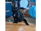 Adopt Acadia a Black (Mostly) Domestic Shorthair / Mixed (short coat) cat in