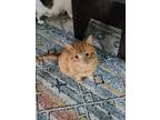 Adopt Meatball a Orange or Red Tabby Domestic Shorthair (short coat) cat in