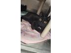 Adopt Cher a All Black Domestic Shorthair / Mixed (short coat) cat in Geneseo