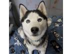 Adopt Hutch a Black Husky / Mixed dog in Eufaula, OK (37661111)