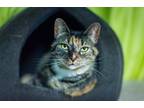 Adopt Muffi a Tortoiseshell Domestic Shorthair / Mixed (short coat) cat in
