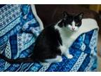 Adopt Cupcake a Black & White or Tuxedo Domestic Longhair / Mixed (long coat)