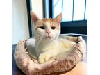 Adopt Shep a Orange or Red Domestic Shorthair / Domestic Shorthair / Mixed cat