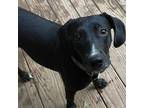 Adopt Lizzie a Black Hound (Unknown Type) / Labrador Retriever / Mixed dog in
