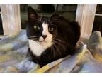Adopt Toohey a Black & White or Tuxedo Domestic Shorthair / Mixed cat in