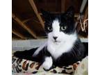 Adopt Henry a Black & White or Tuxedo Domestic Shorthair / Mixed cat in Penndel