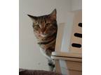 Adopt Brownie a Brown Tabby Domestic Shorthair / Mixed cat in Penndel