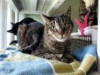 Adopt Chance a Brown Tabby Domestic Shorthair / Mixed cat in Penndel