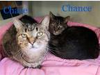 Adopt Chase a Brown Tabby Domestic Shorthair / Mixed cat in Penndel