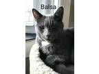 Adopt Balsa a Gray or Blue (Mostly) Domestic Shorthair / Mixed (short coat) cat